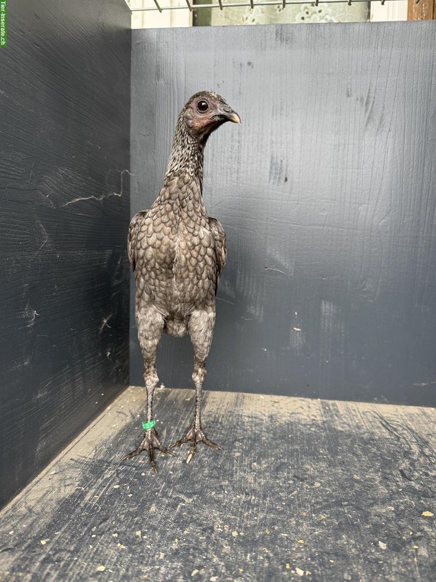 Bild 2: Moderne Englische Zwergkämpfer, birkenfarbig