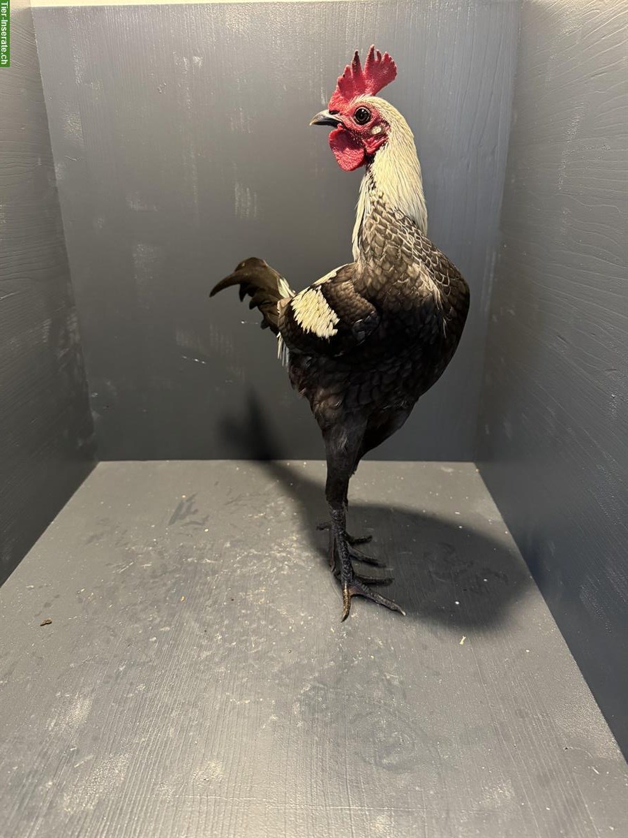 Bild 3: Moderne Englische Zwergkämpfer, birkenfarbig