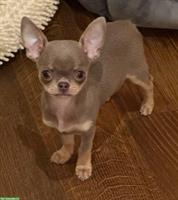 Reinrassiges Chihuahua Mädchen in lilac-tan