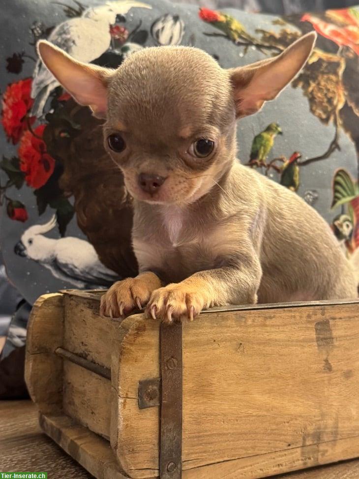 Bild 2: Reinrassiges Chihuahua Mädchen in lilac-tan