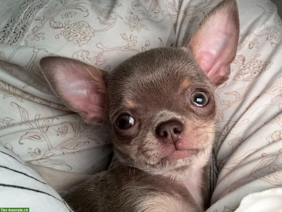 Bild 3: Reinrassiges Chihuahua Mädchen in lilac-tan
