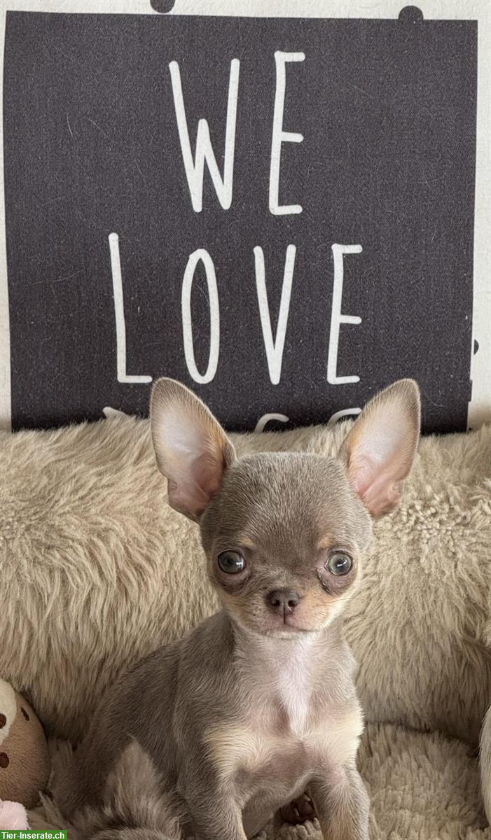 Bild 4: Reinrassiges Chihuahua Mädchen in lilac-tan