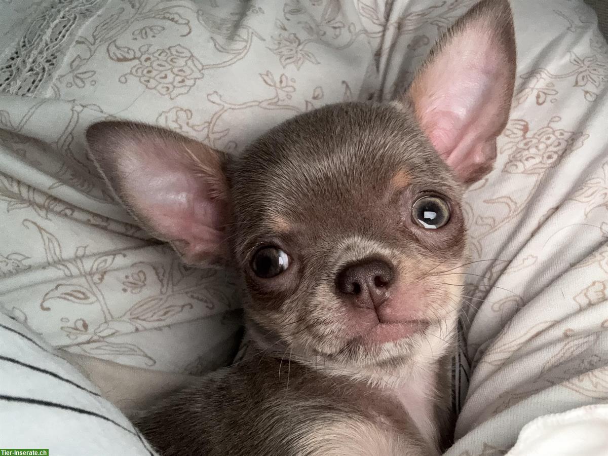 Bild 5: Reinrassiges Chihuahua Mädchen in lilac-tan
