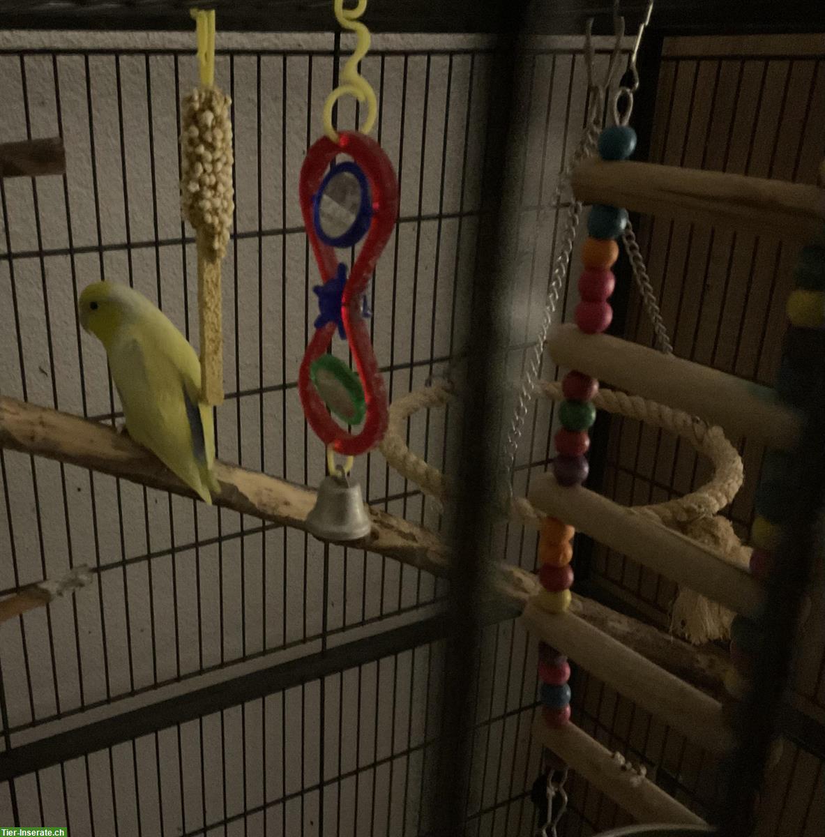 Sperlingspapagei gelb zu verkaufen