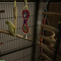 Sperlingspapagei gelb zu verkaufen