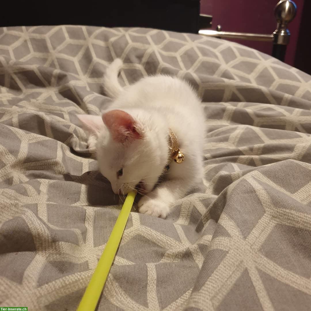 Türkisch Angora Kätzchen abzugeben