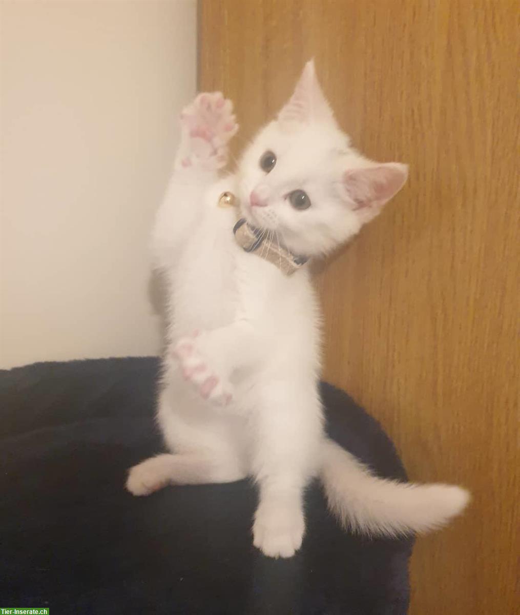 Bild 3: Türkisch Angora Kätzchen abzugeben