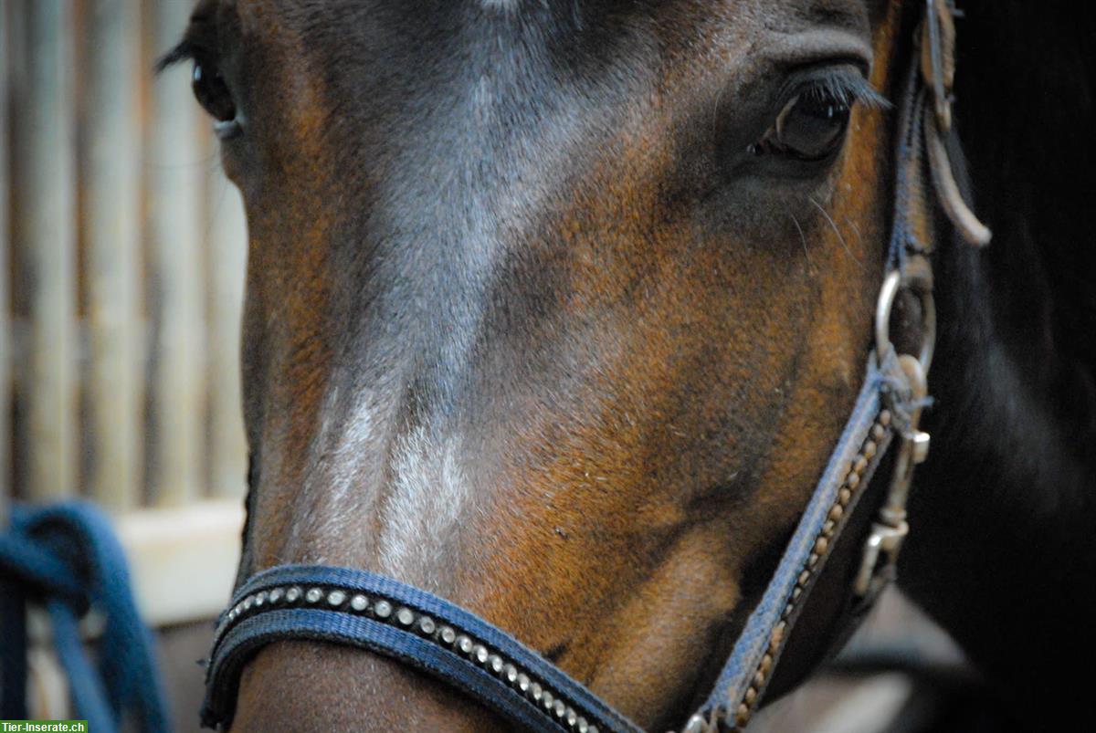 Bild 2: Pferdegestütztes Coaching | Manta Life-Balance