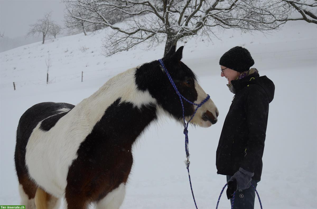 Bild 3: Pferdegestütztes Coaching | Manta Life-Balance
