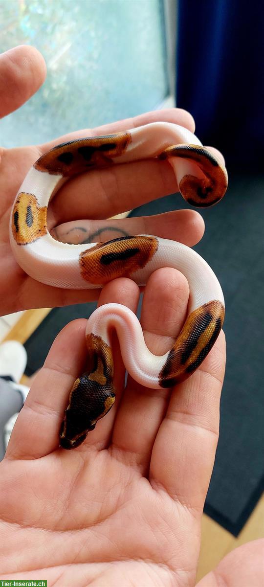 Sehr handzahme Königspython Babys zu verkaufen