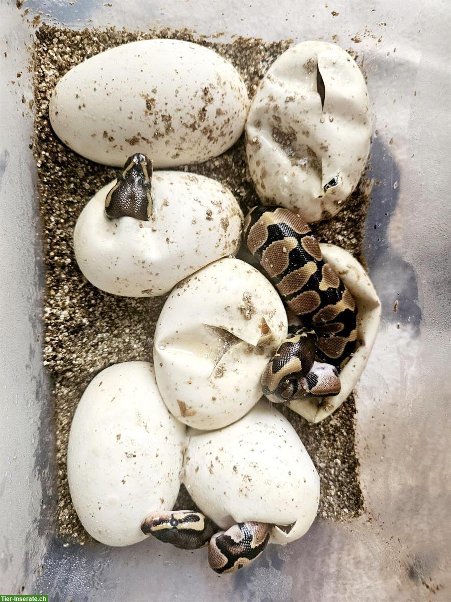 Bild 2: Sehr handzahme Königspython Babys zu verkaufen
