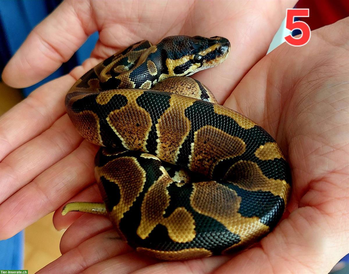 Bild 3: Sehr handzahme Königspython Babys zu verkaufen