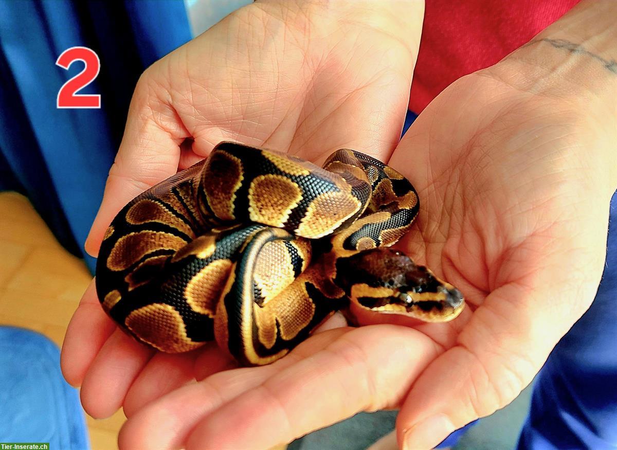 Bild 6: Sehr handzahme Königspython Babys zu verkaufen