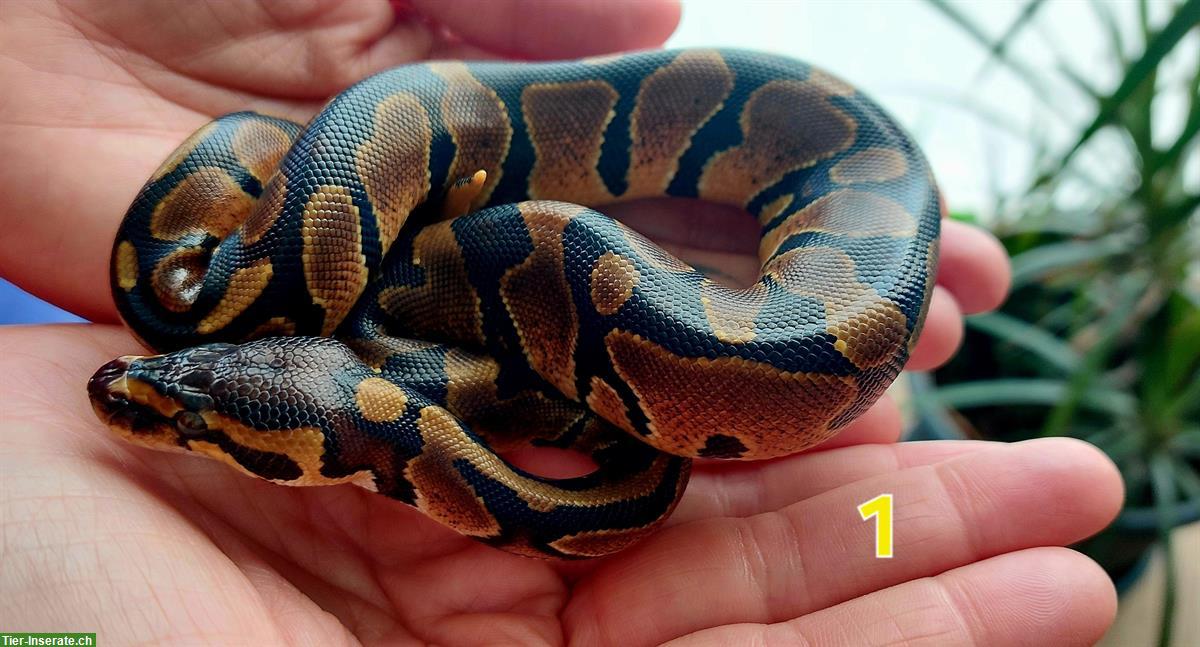Bild 7: Sehr handzahme Königspython Babys zu verkaufen