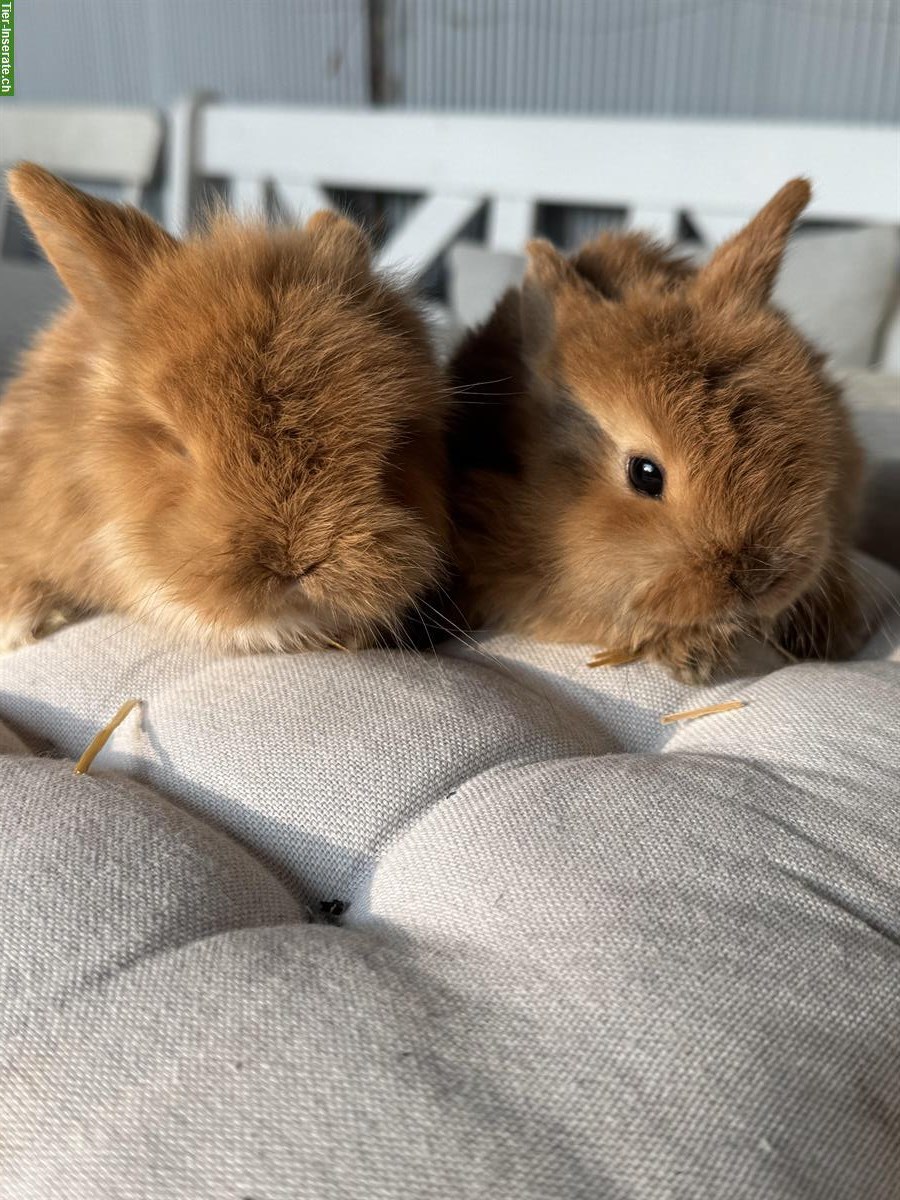 Junge Zwergwidder x Löwenköpfli Mix