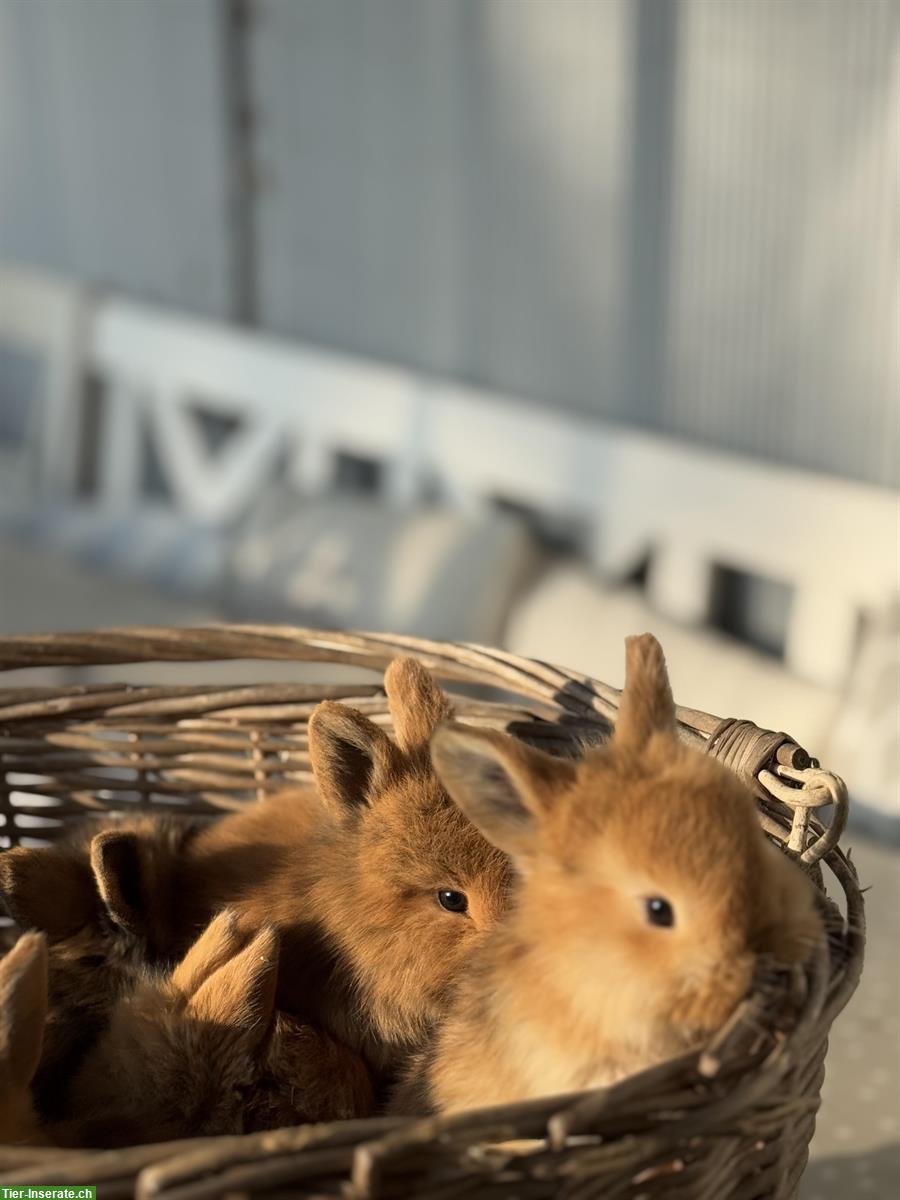 Bild 2: Junge Zwergwidder x Löwenköpfli Mix