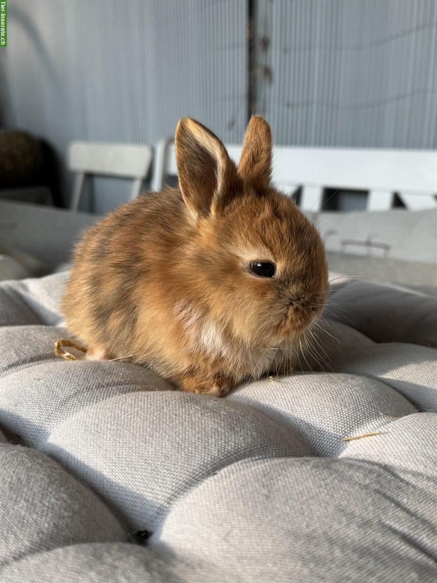 Bild 3: Junge Zwergwidder x Löwenköpfli Mix