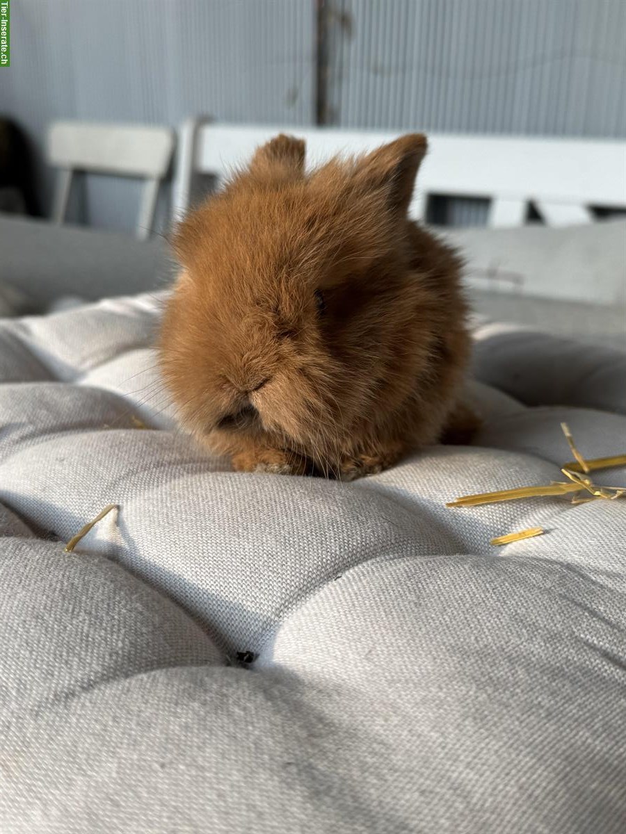 Bild 4: Junge Zwergwidder x Löwenköpfli Mix