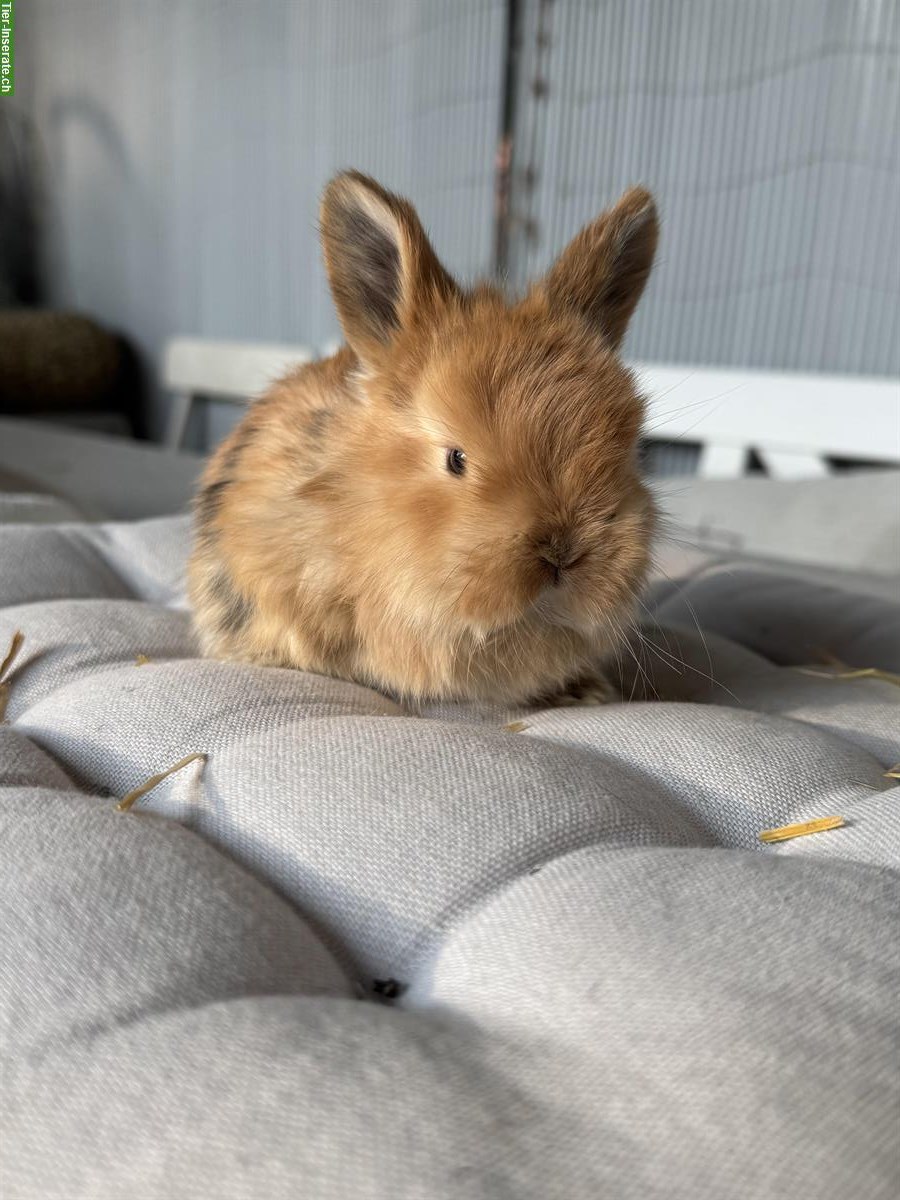 Bild 5: Junge Zwergwidder x Löwenköpfli Mix