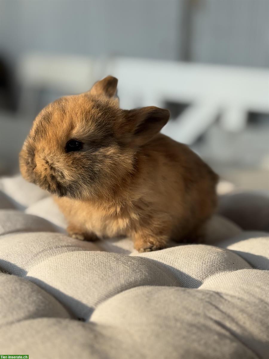 Bild 6: Junge Zwergwidder x Löwenköpfli Mix