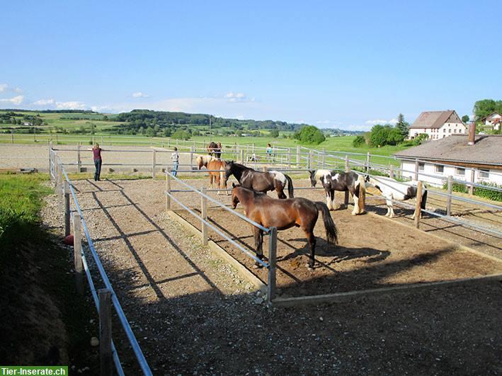 Gepflegter Pferdehof Aktivstall mit Halle + Reitplatz nahe CH-Grenze
