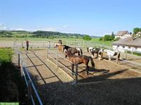 Gepflegter Pferdehof Aktivstall mit Halle + Reitplatz nahe CH-Grenze
