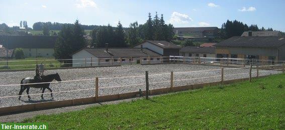 Bild 10: Gepflegter Pferdehof Aktivstall mit Halle + Reitplatz nahe CH-Grenze