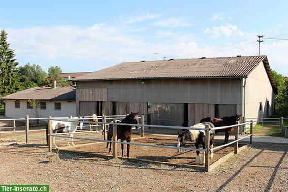 Bild 3: Gepflegter Pferdehof Aktivstall mit Halle + Reitplatz nahe CH-Grenze