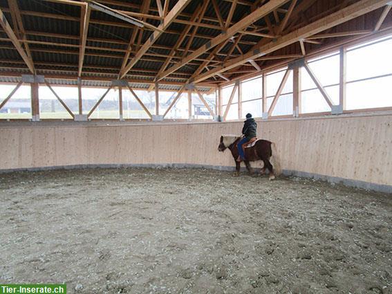 Bild 4: Gepflegter Pferdehof Aktivstall mit Halle + Reitplatz nahe CH-Grenze