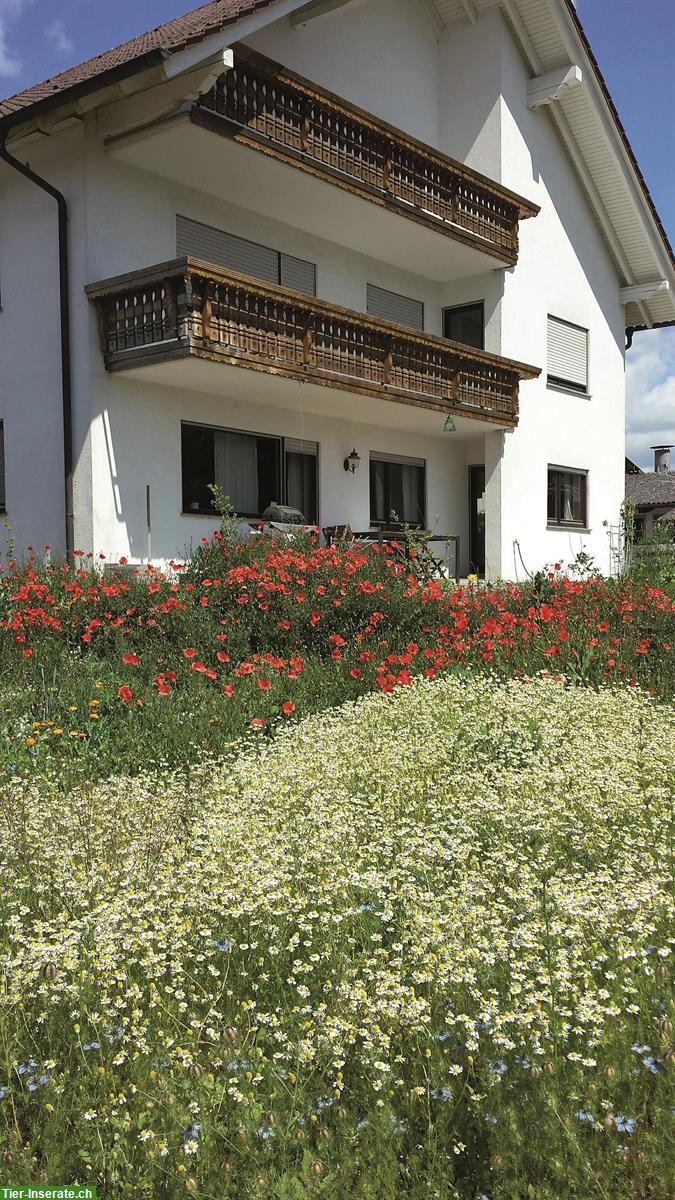 Bild 5: Gepflegter Pferdehof Aktivstall mit Halle + Reitplatz nahe CH-Grenze