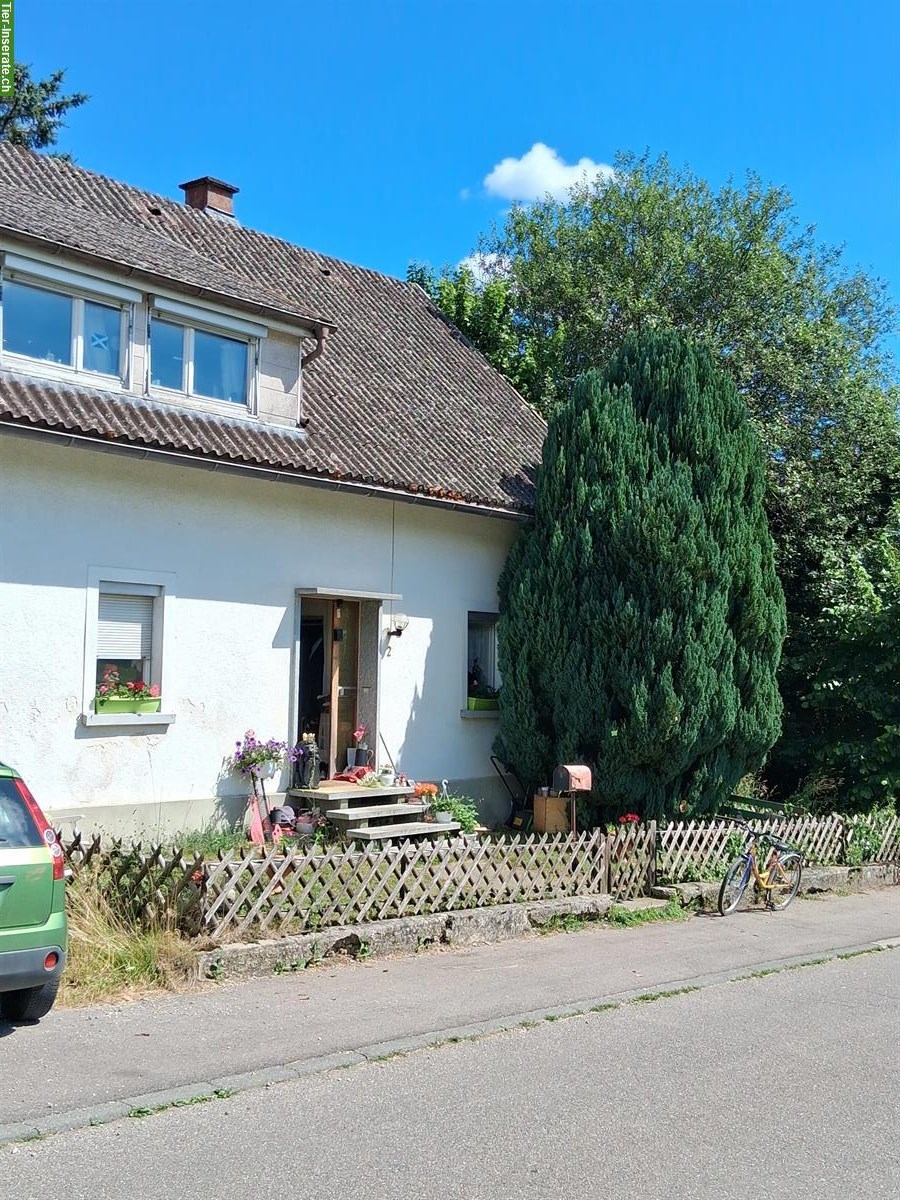 Bild 9: Gepflegter Pferdehof Aktivstall mit Halle + Reitplatz nahe CH-Grenze