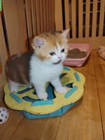 BKH Kitten vom Züchter mit Stammbaum zu verkaufen