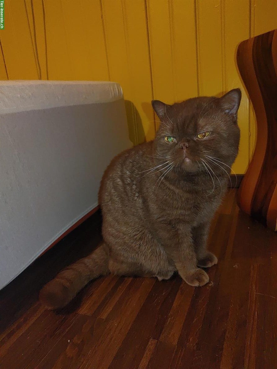 Bild 10: BKH Kitten vom Züchter mit Stammbaum zu verkaufen