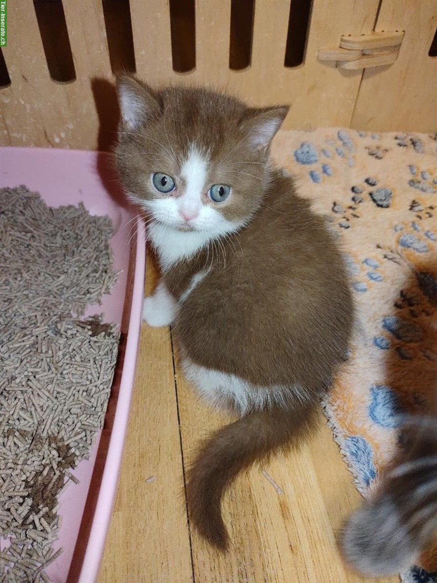 Bild 2: BKH Kitten vom Züchter mit Stammbaum zu verkaufen