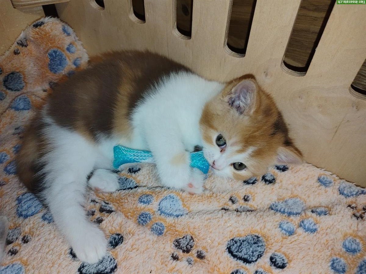 Bild 3: BKH Kitten vom Züchter mit Stammbaum zu verkaufen