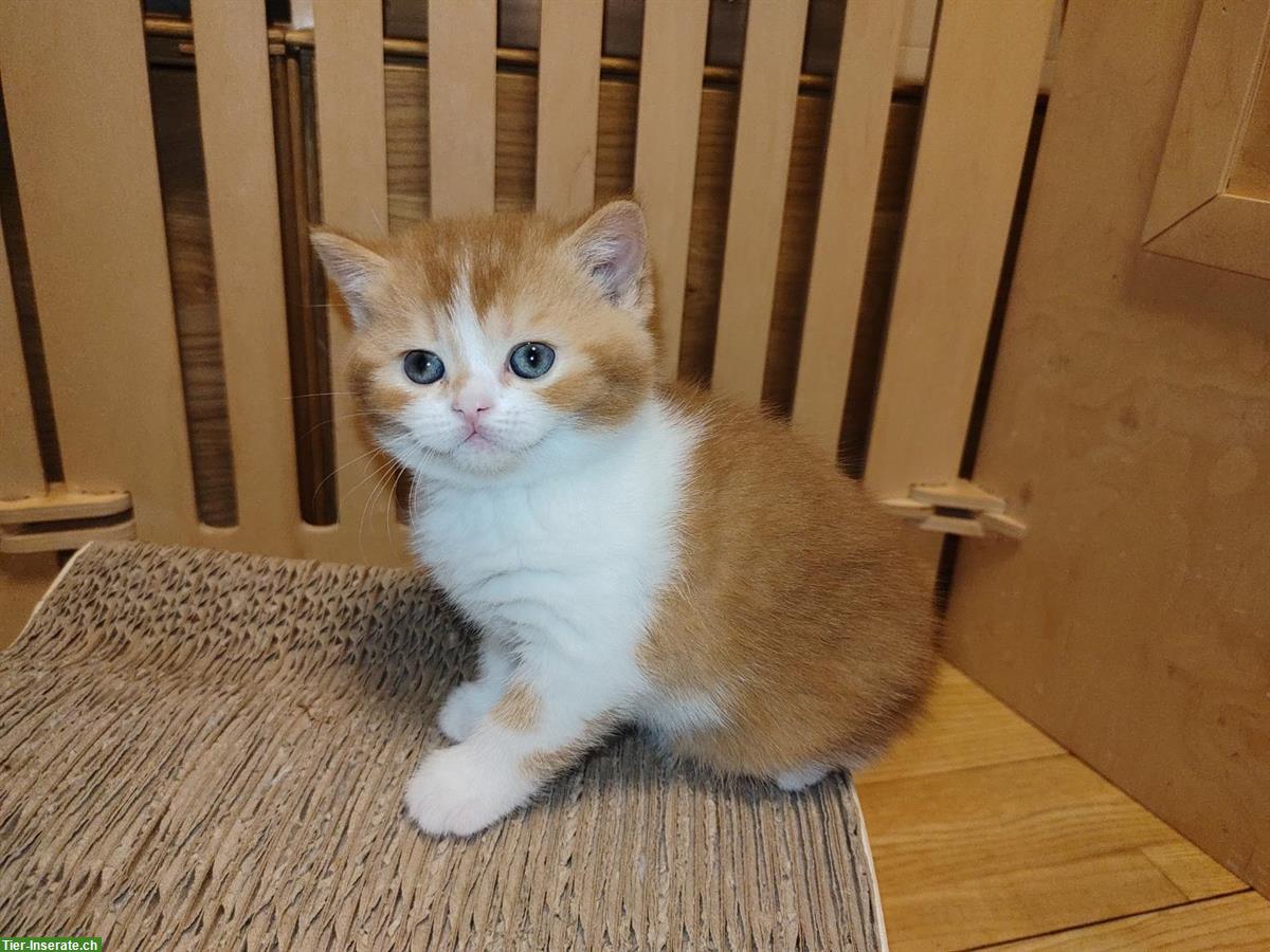 Bild 4: BKH Kitten vom Züchter mit Stammbaum zu verkaufen