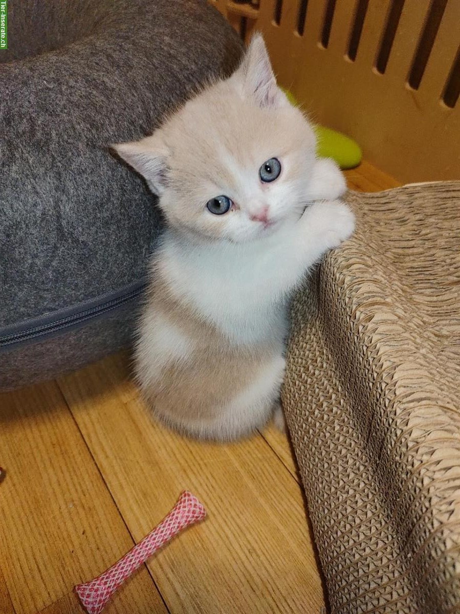 Bild 5: BKH Kitten vom Züchter mit Stammbaum zu verkaufen