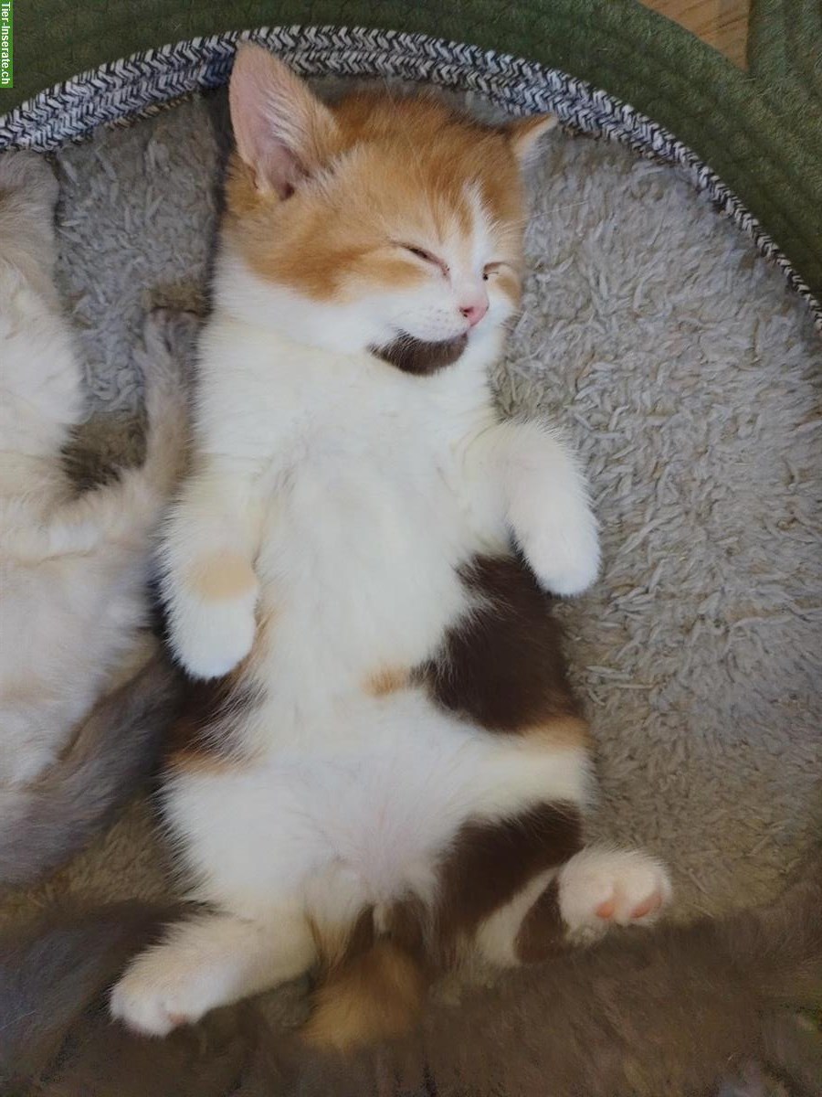 Bild 6: BKH Kitten vom Züchter mit Stammbaum zu verkaufen