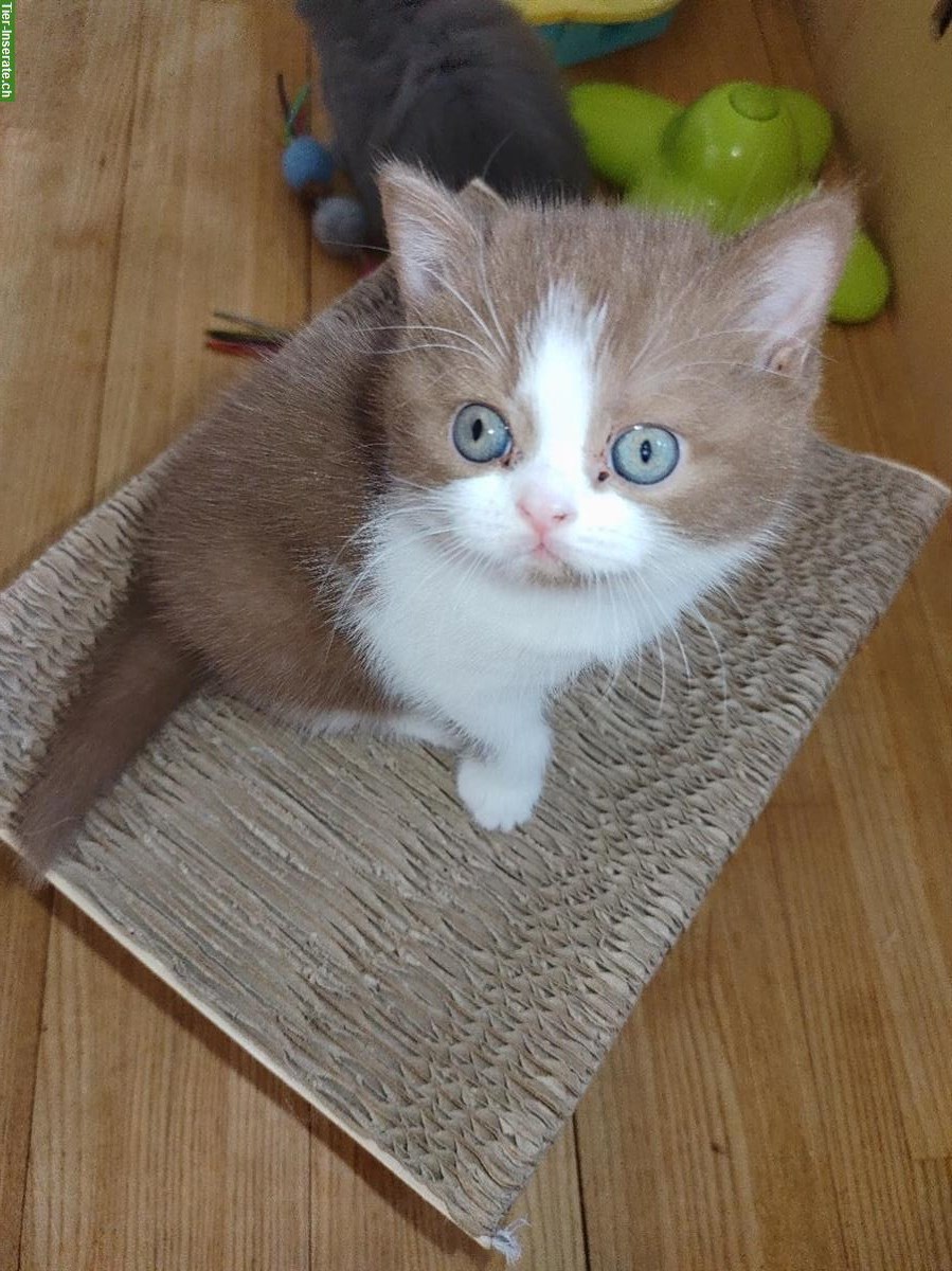 Bild 7: BKH Kitten vom Züchter mit Stammbaum zu verkaufen