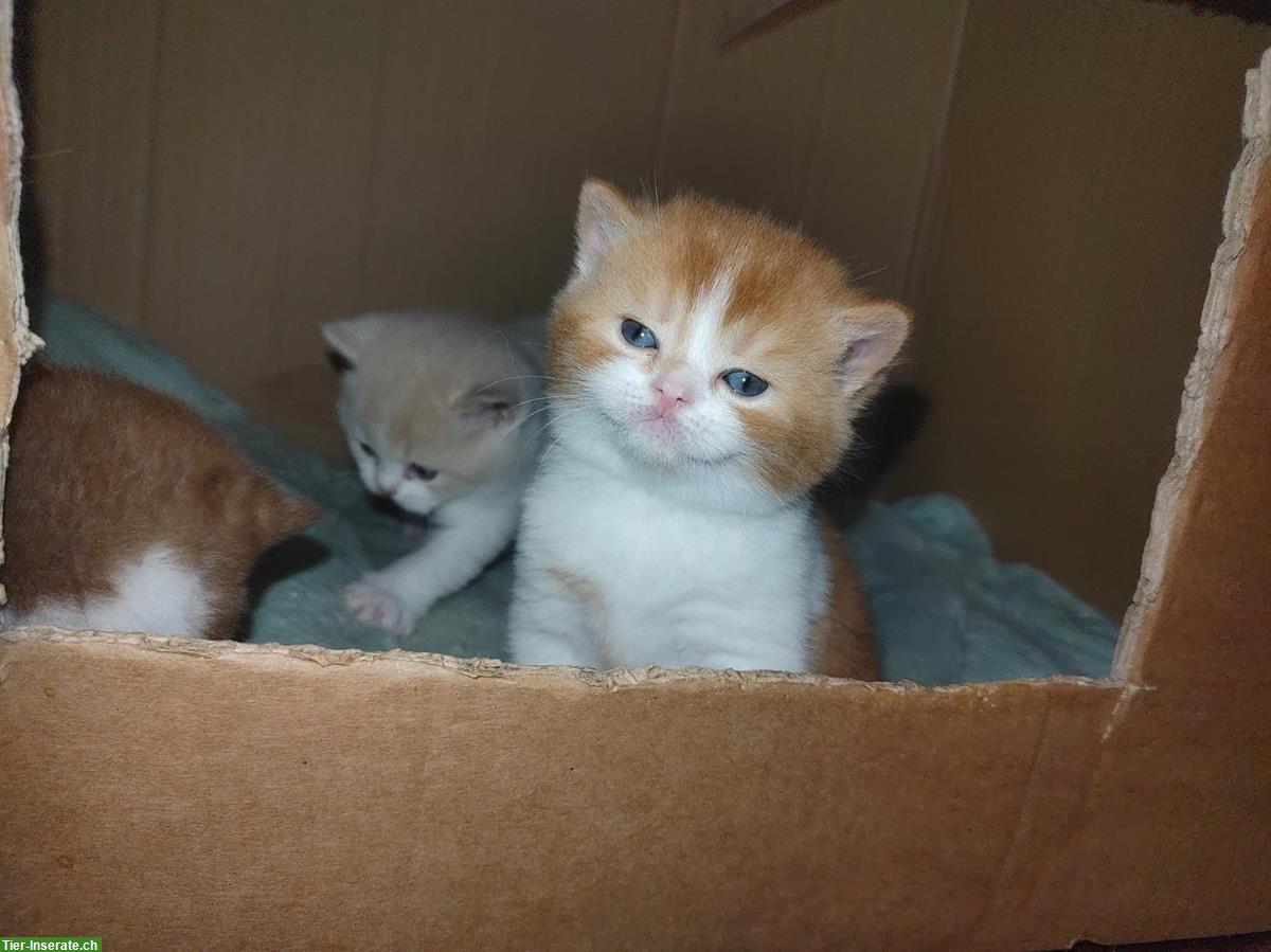 Bild 8: BKH Kitten vom Züchter mit Stammbaum zu verkaufen