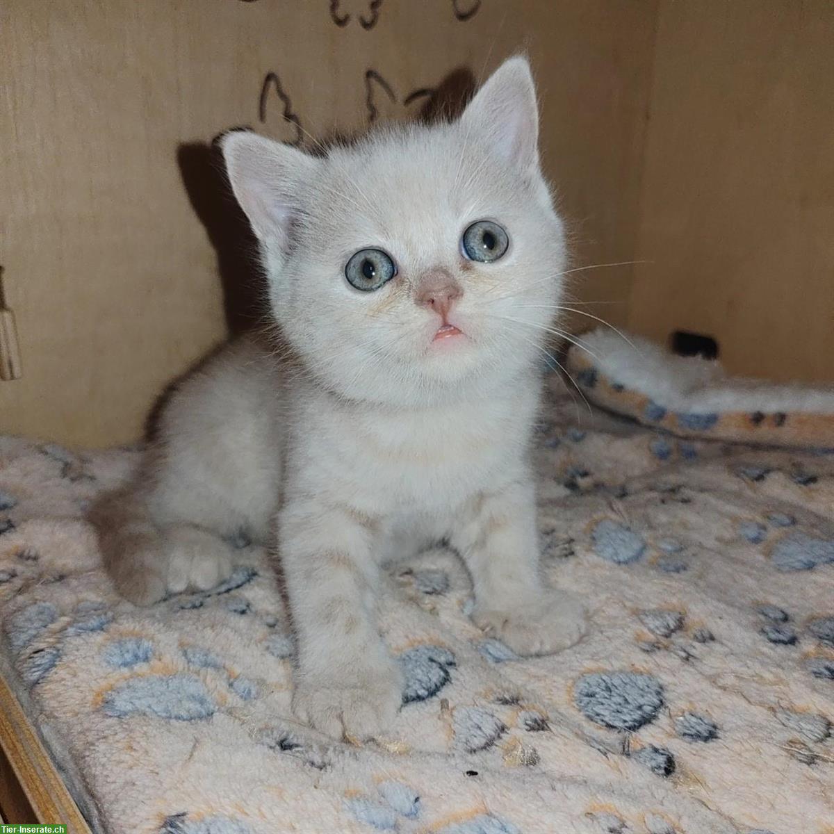 Britisch Kurzhaar Kitten vom Züchter mit Stammbaum