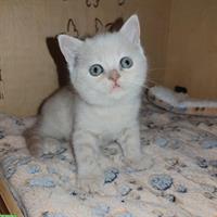 Britisch Kurzhaar Kitten vom Züchter mit Stammbaum