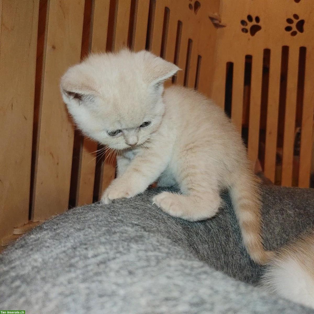 Bild 2: Britisch Kurzhaar Kitten vom Züchter mit Stammbaum