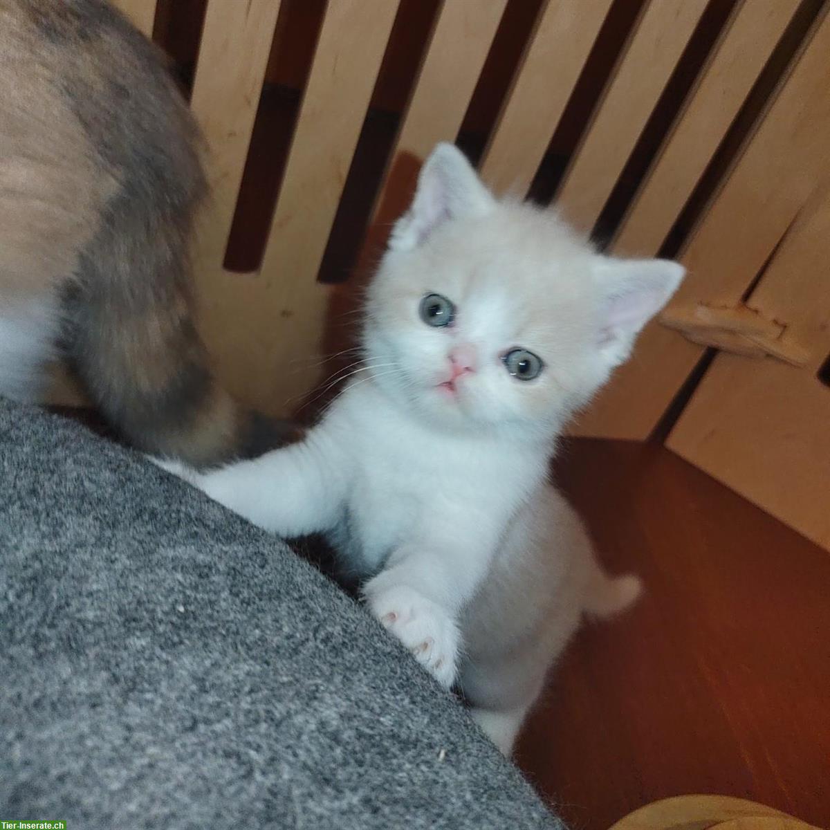 Bild 3: Britisch Kurzhaar Kitten vom Züchter mit Stammbaum