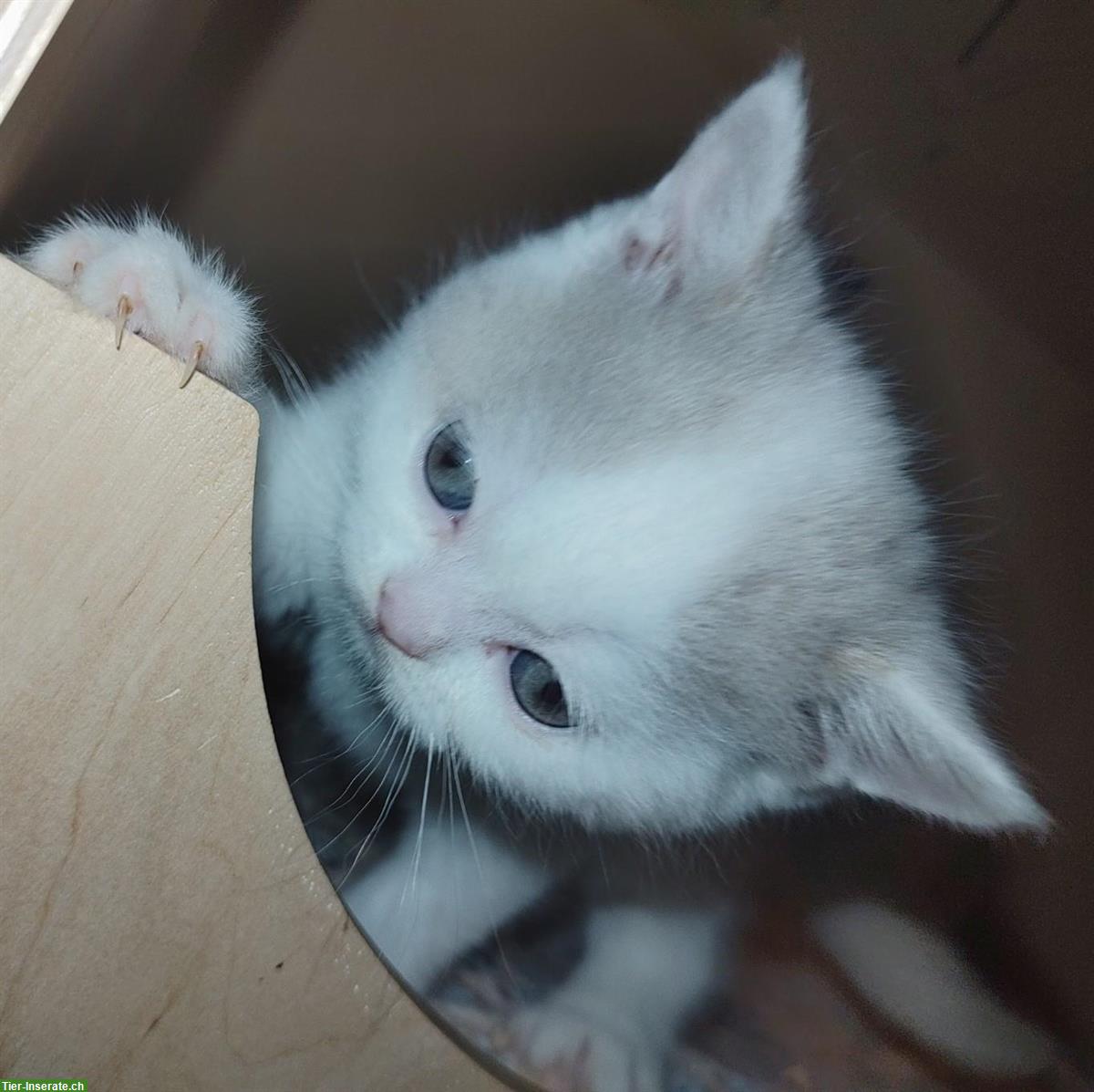 Bild 4: Britisch Kurzhaar Kitten vom Züchter mit Stammbaum