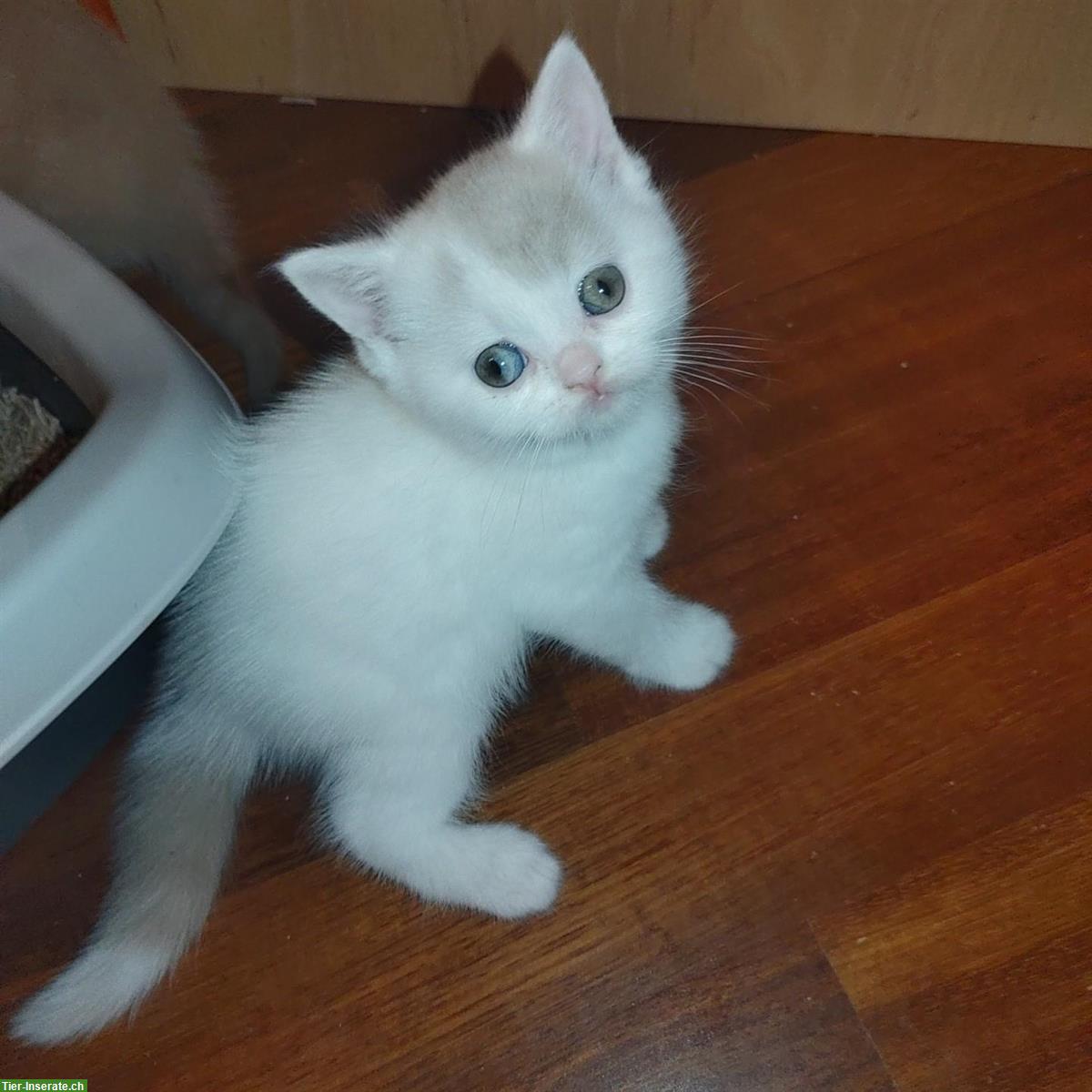 Bild 5: Britisch Kurzhaar Kitten vom Züchter mit Stammbaum