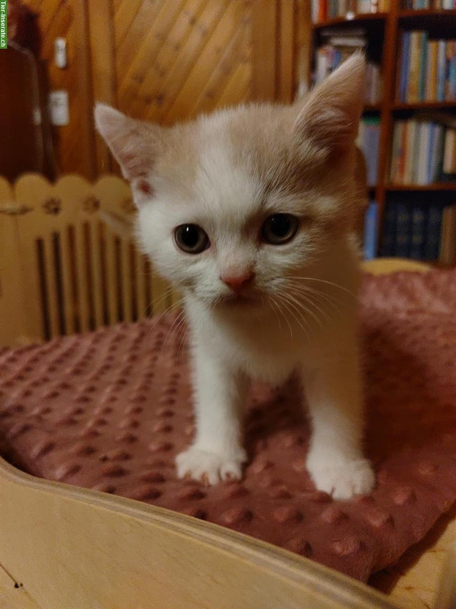 Bild 6: Britisch Kurzhaar Kitten vom Züchter mit Stammbaum