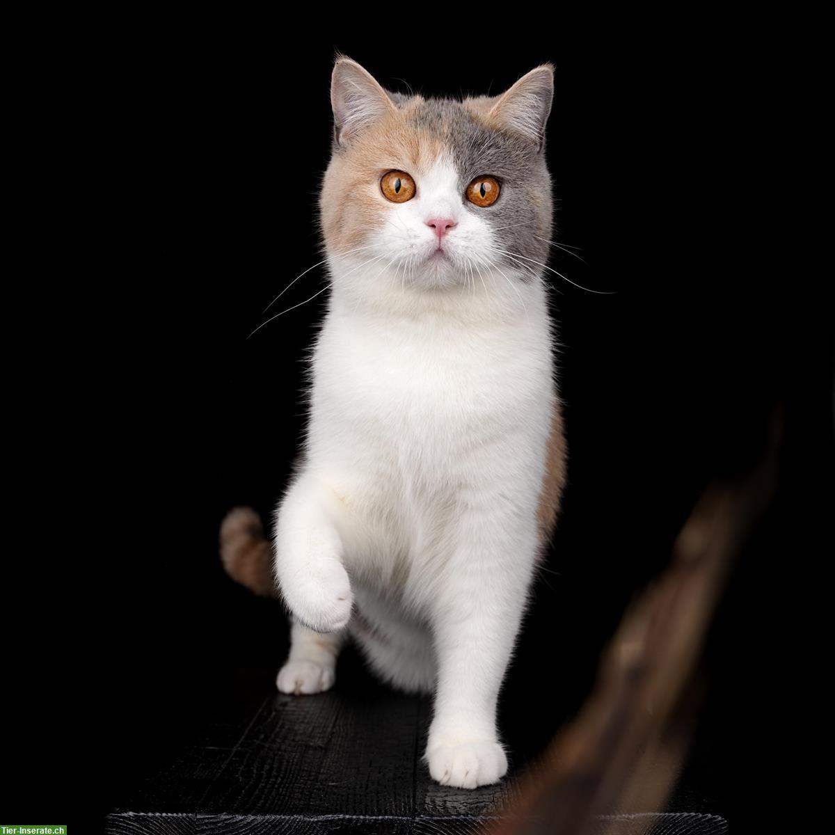 Bild 7: Britisch Kurzhaar Kitten vom Züchter mit Stammbaum