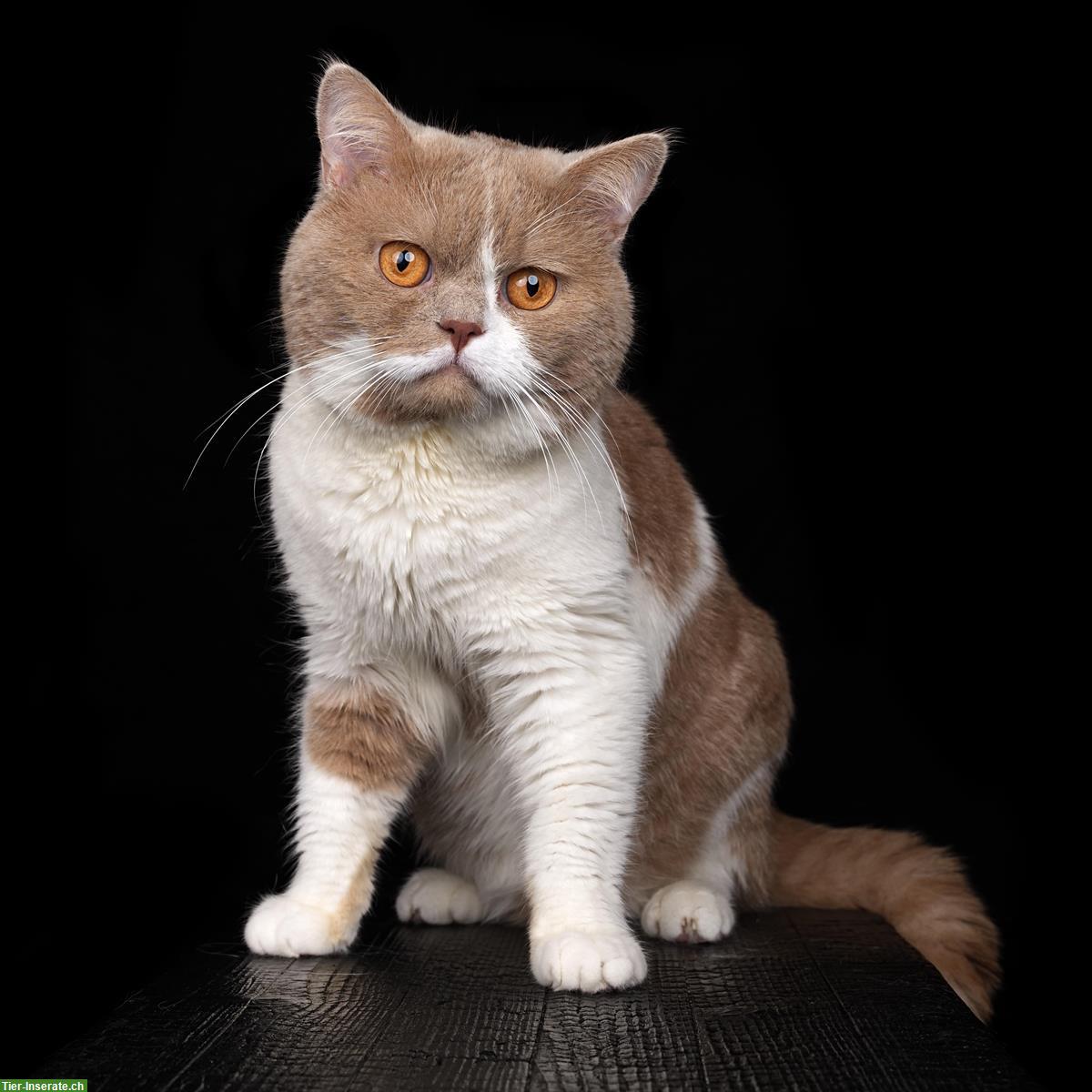 Bild 8: Britisch Kurzhaar Kitten vom Züchter mit Stammbaum