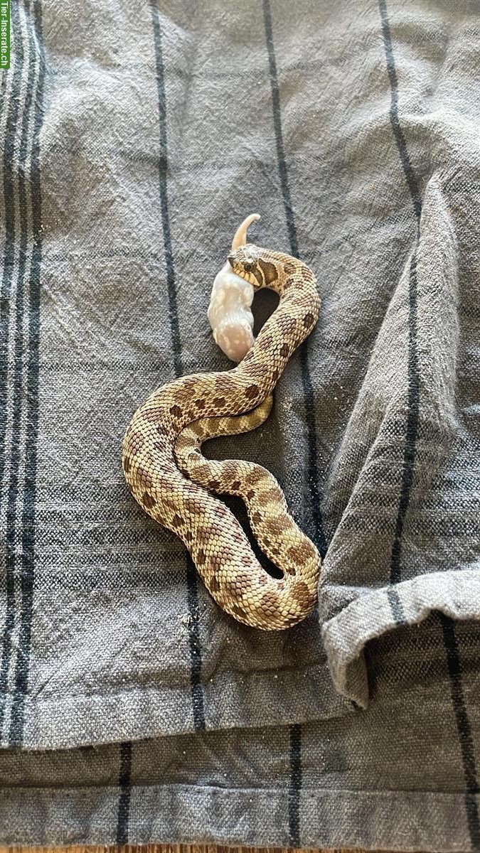 Bild 10: Terrarium Komplettset mit Westlicher Hakennasennatter